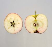 Dauglykkeæbler overskårne